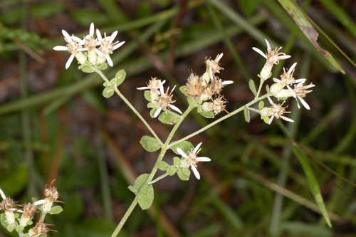 Sericocarpus asteroides #2